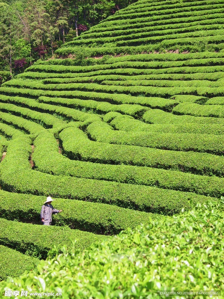 茶 梯田
