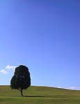 蓝天 树