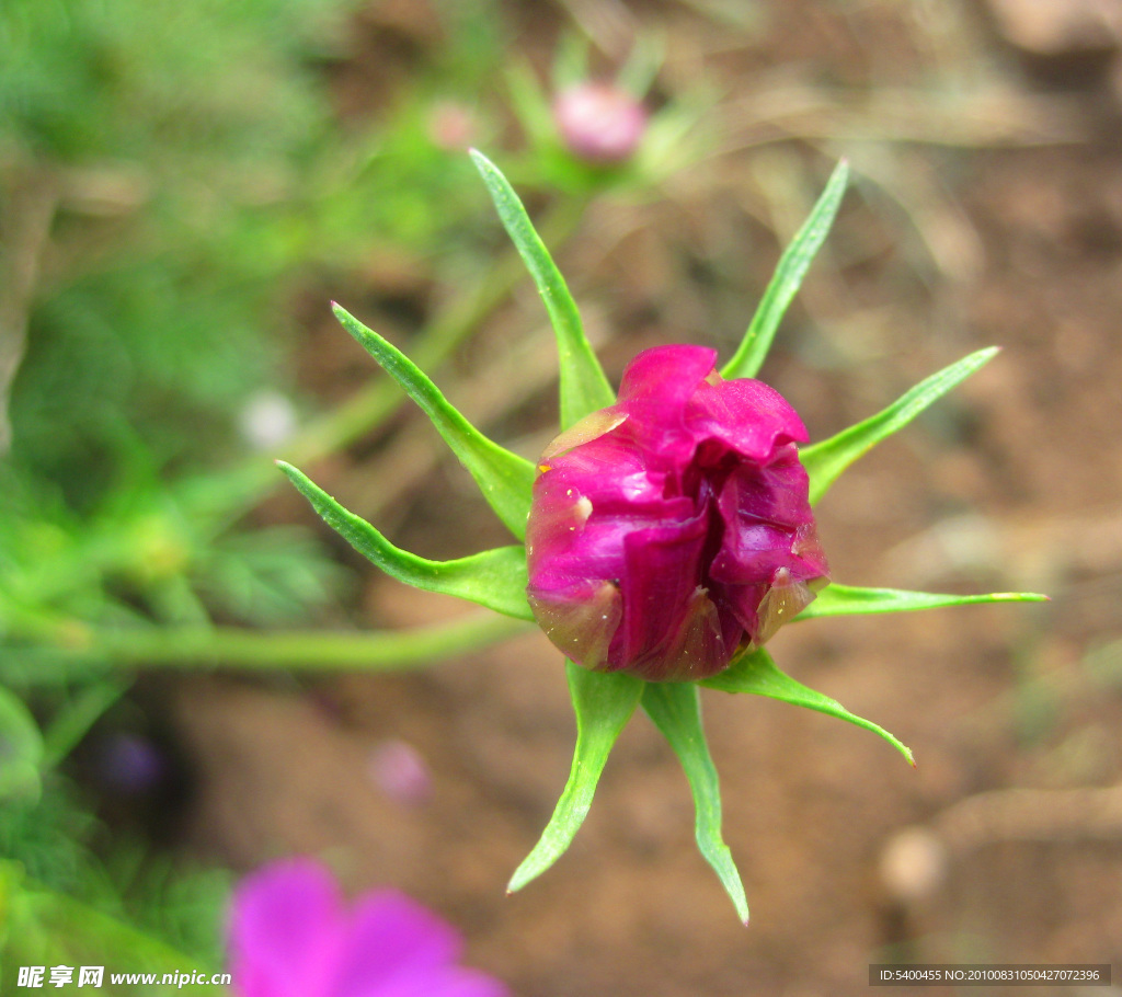 波斯菊花蕾