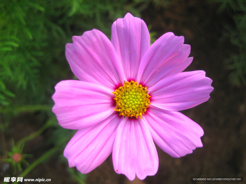 波斯菊花