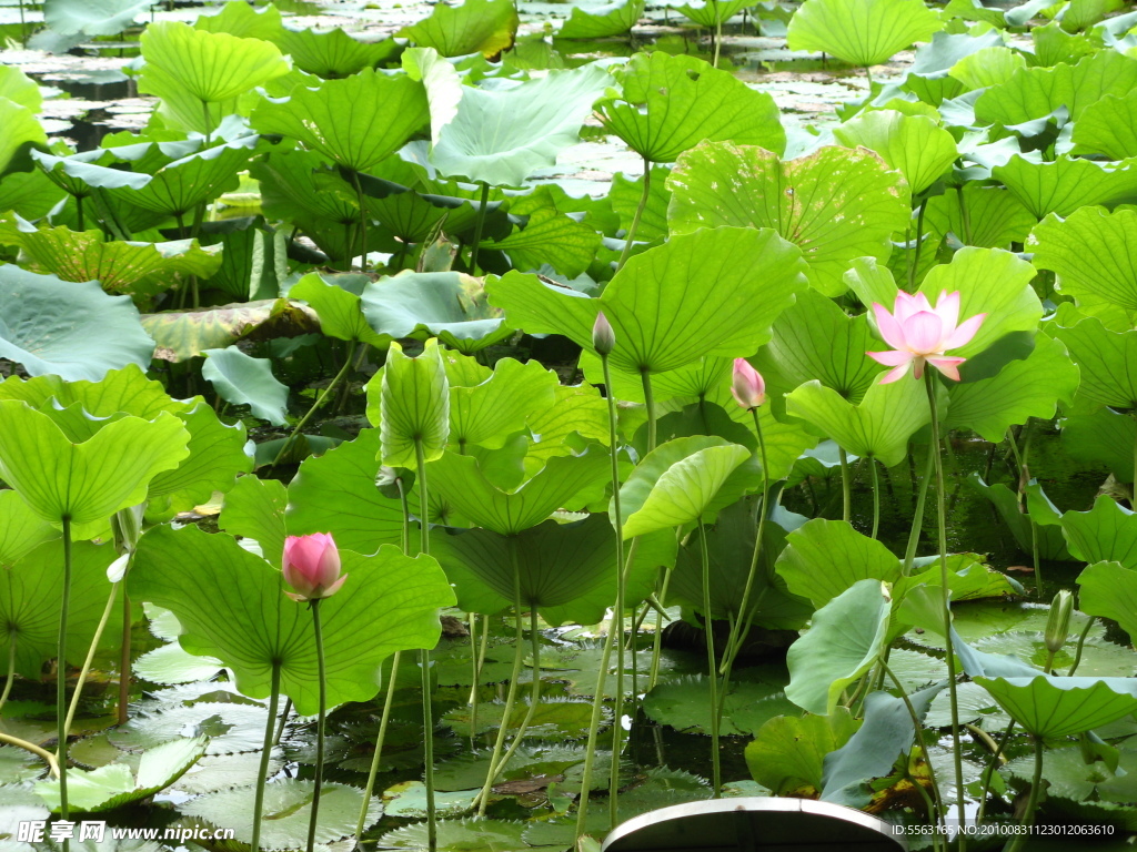 7月的荷花
