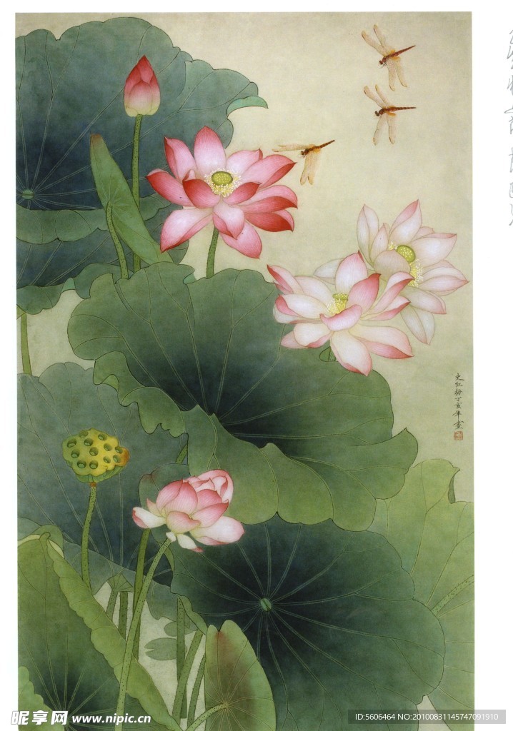 国画 花鸟 荷花 蜻蜓 池塘