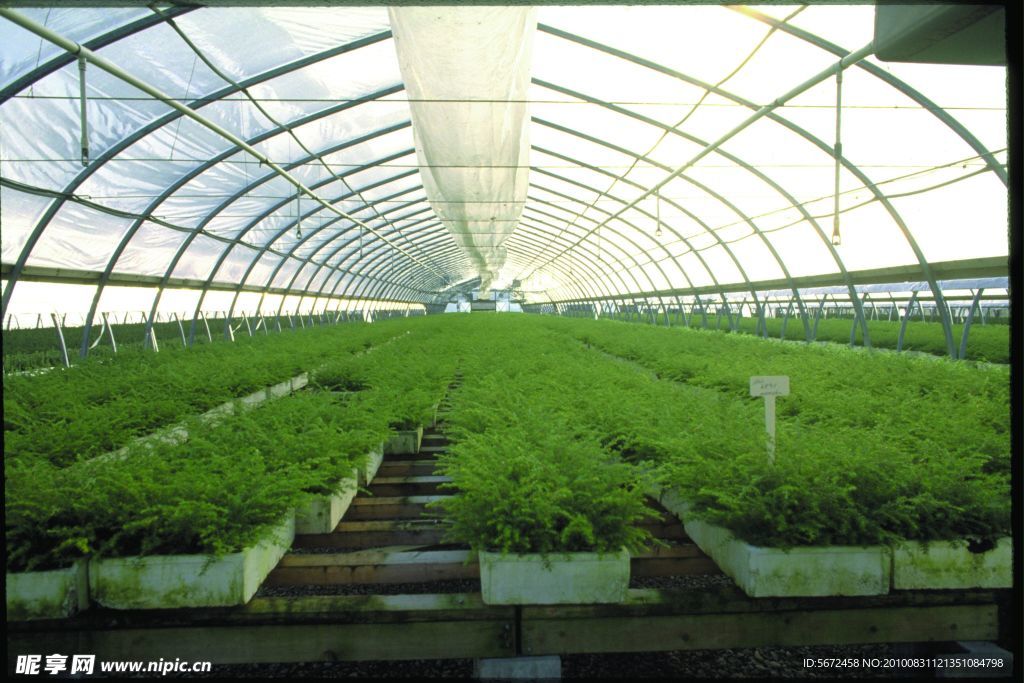 大棚绿色植物