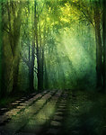 梦幻树林 马路