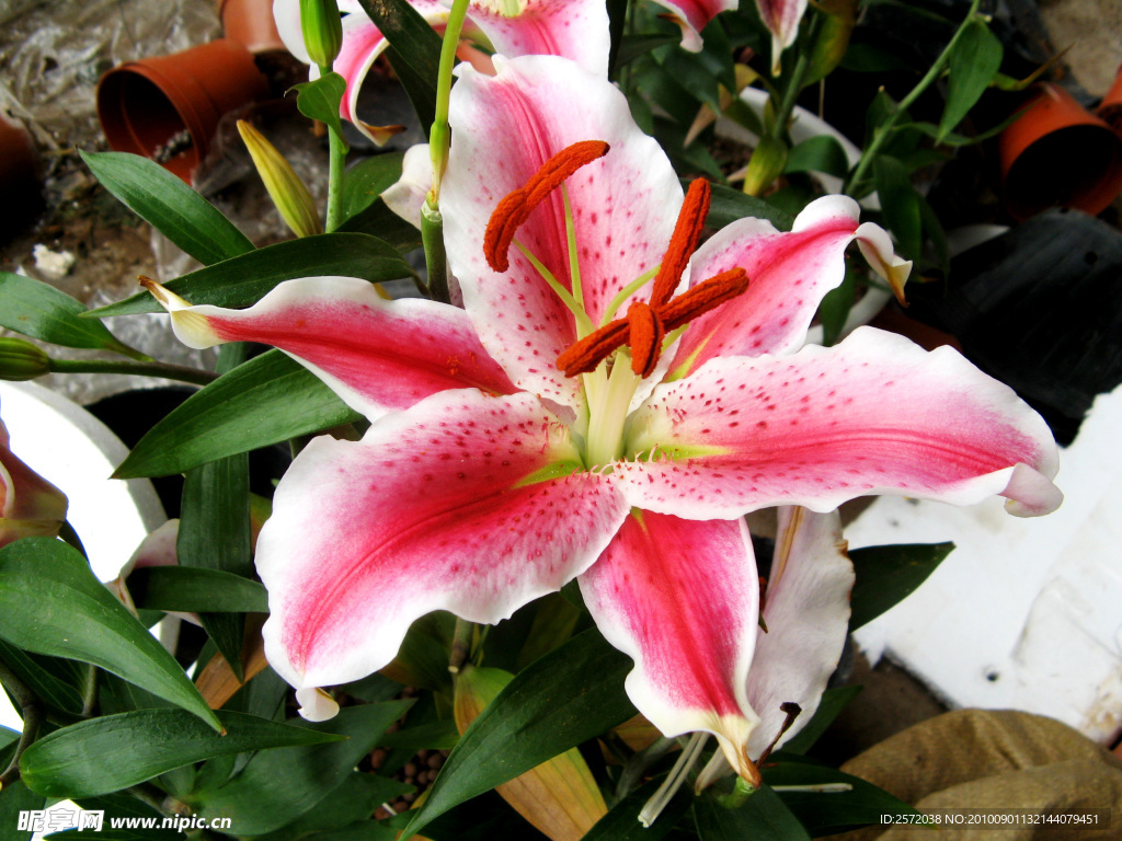 鲜花
