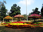 花卉