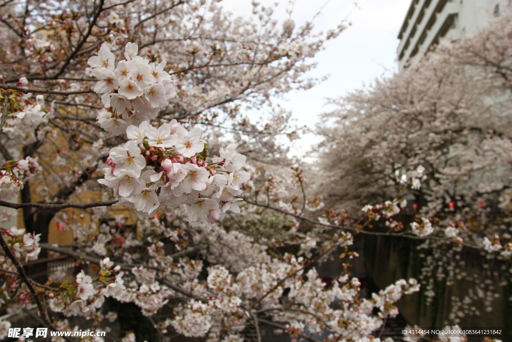 樱花