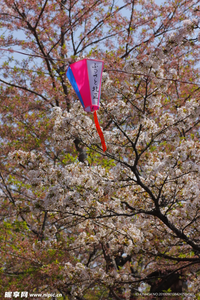 樱花