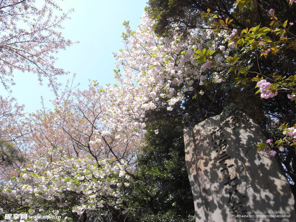 樱花