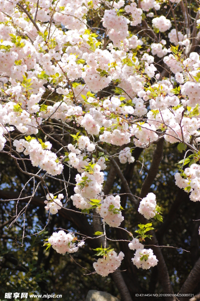 樱花