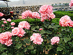月季花