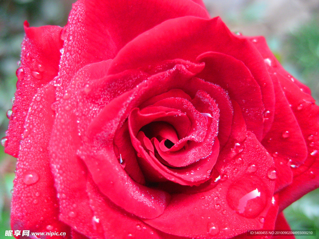 沾满露珠的玫瑰花图片素材-编号16384107-图行天下