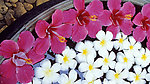 鲜花