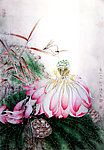 荷花蜻蜓
