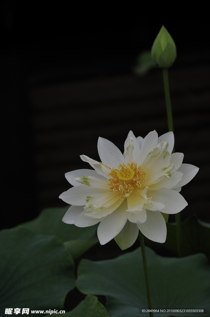 荷花
