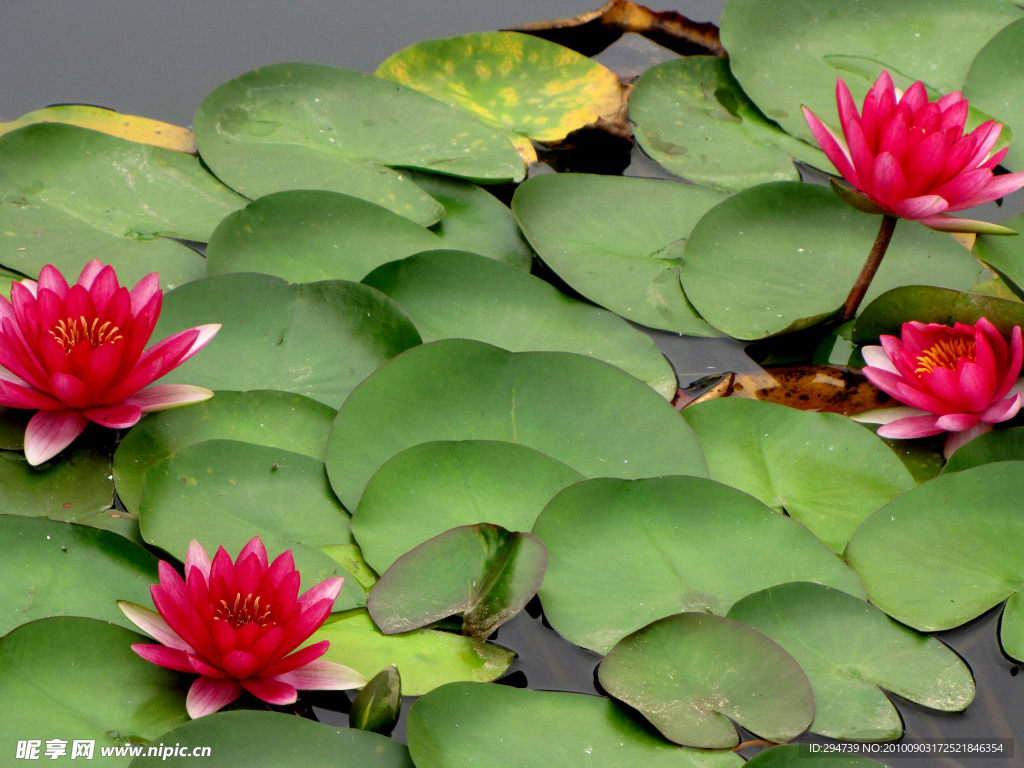 水莲花