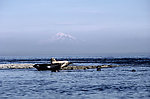 海豹