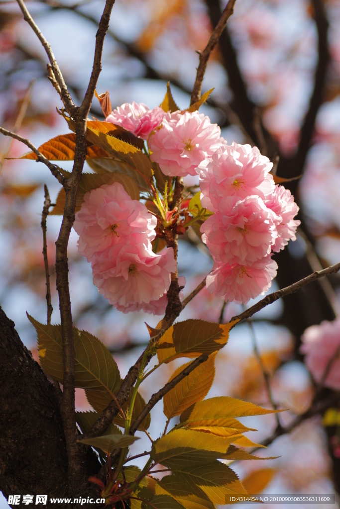 樱花