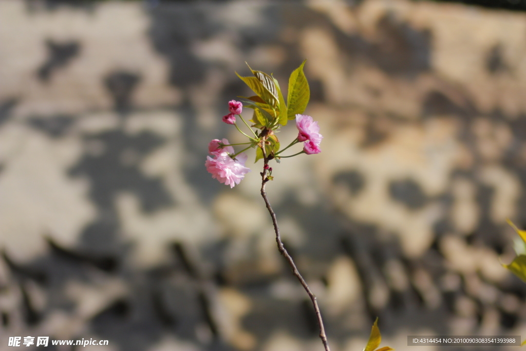 樱花