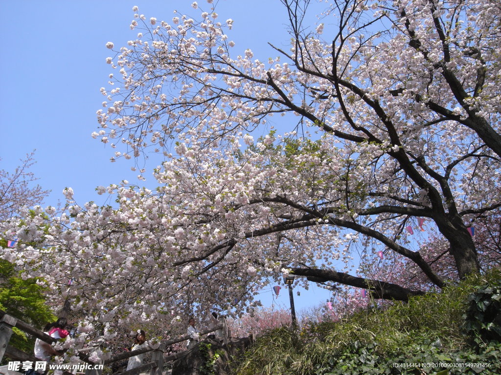 樱花