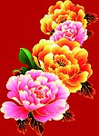 牡丹花