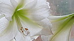 百合花
