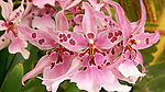 鲜花