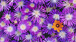 鲜花