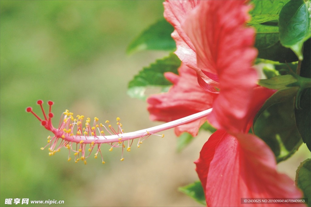 扶桑花