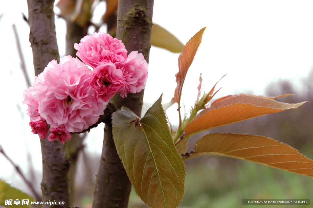 桃花