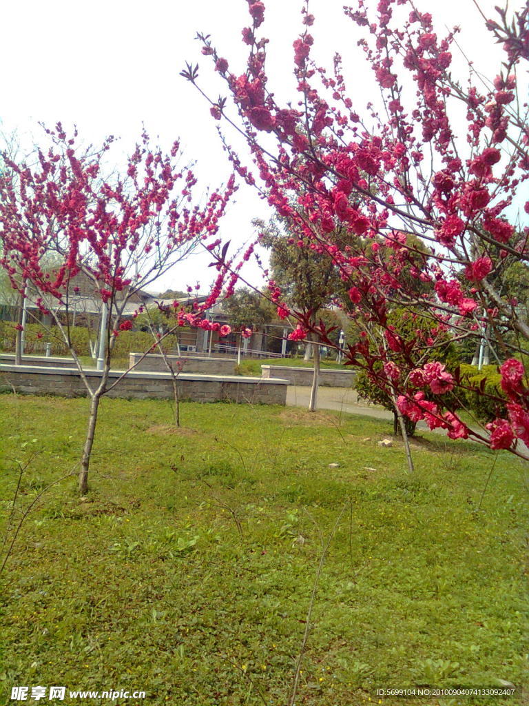 梅花