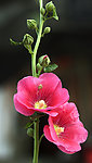 龙葵花