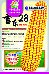 吉东28