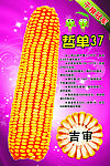 哲单37