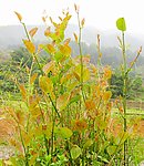 花草树木
