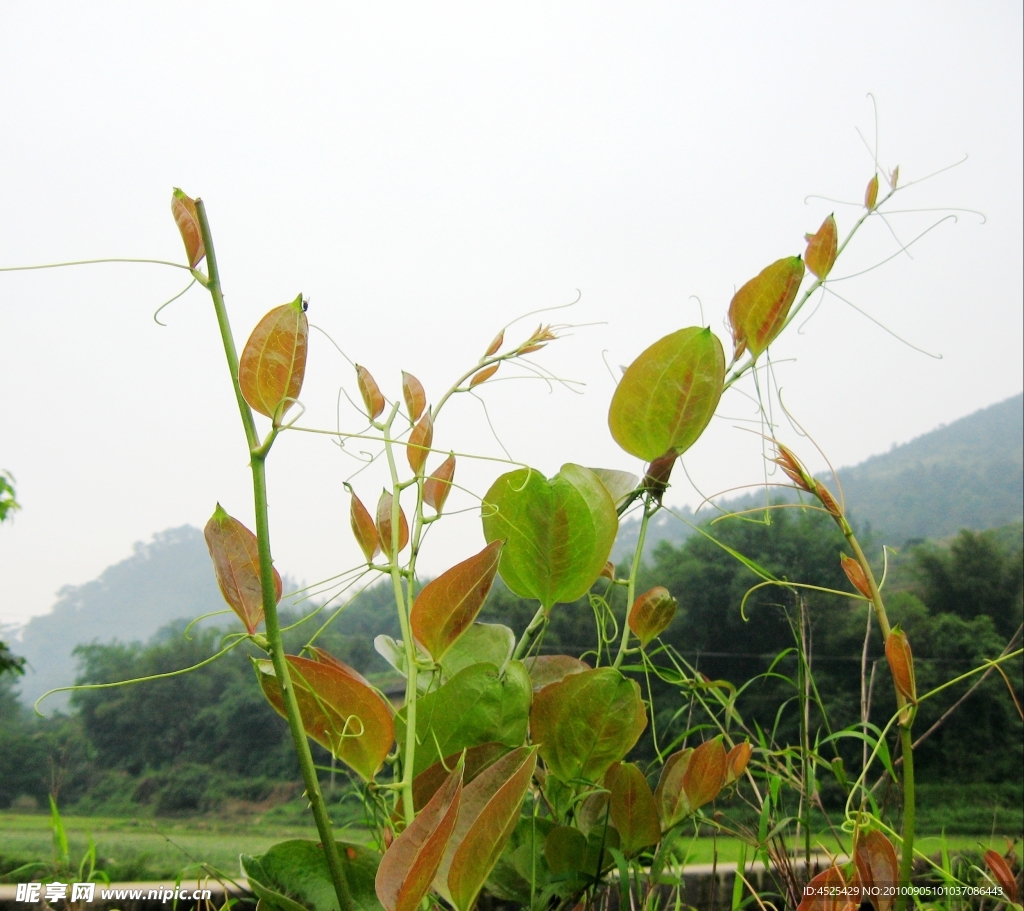 花草树木