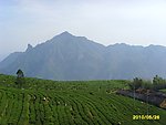 茶山