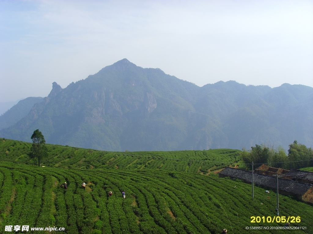 茶山