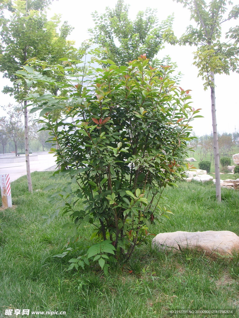 园林植物