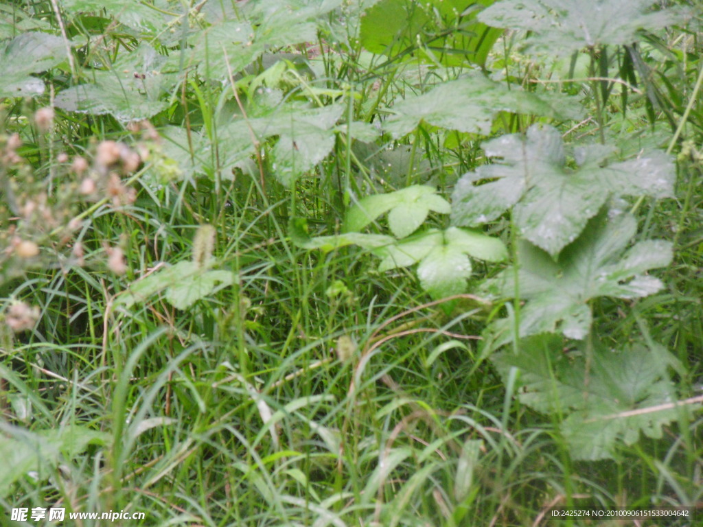 野草