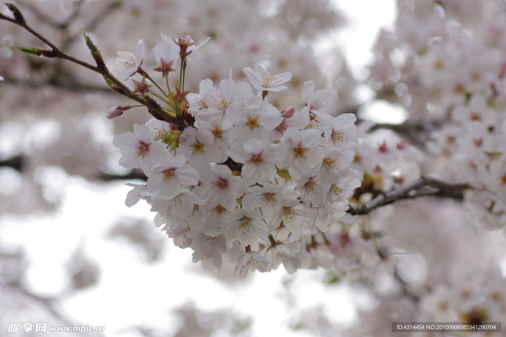 樱花