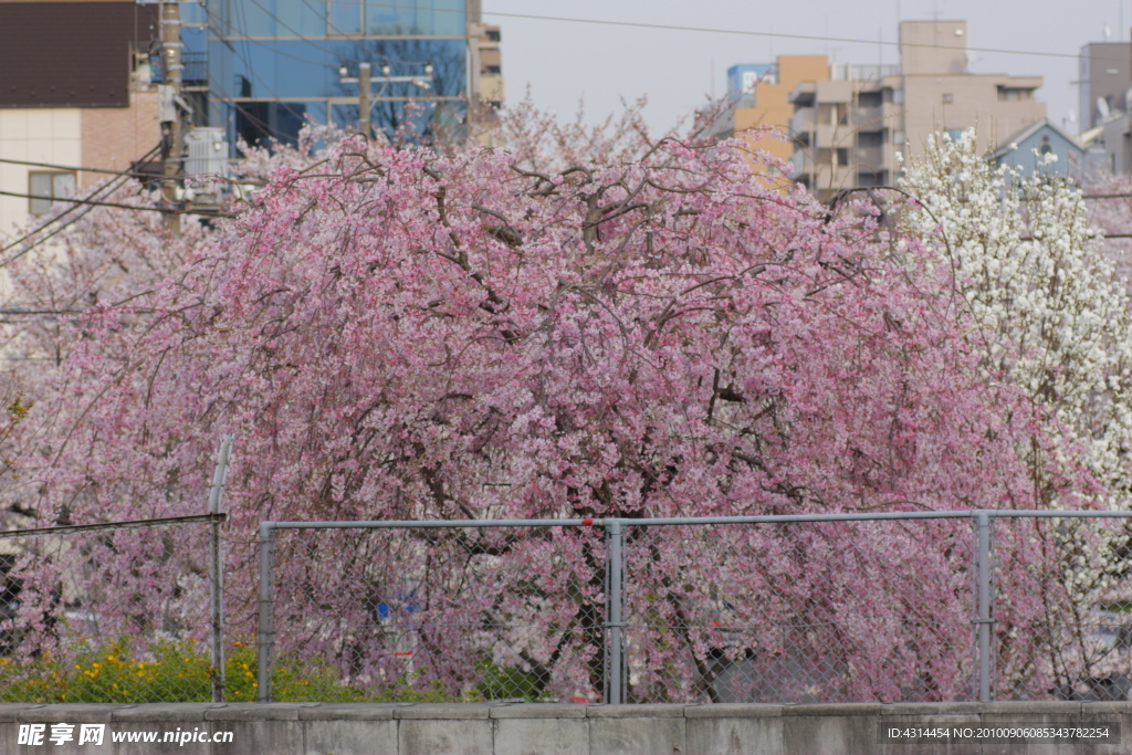 樱花