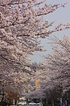 樱花