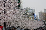 樱花