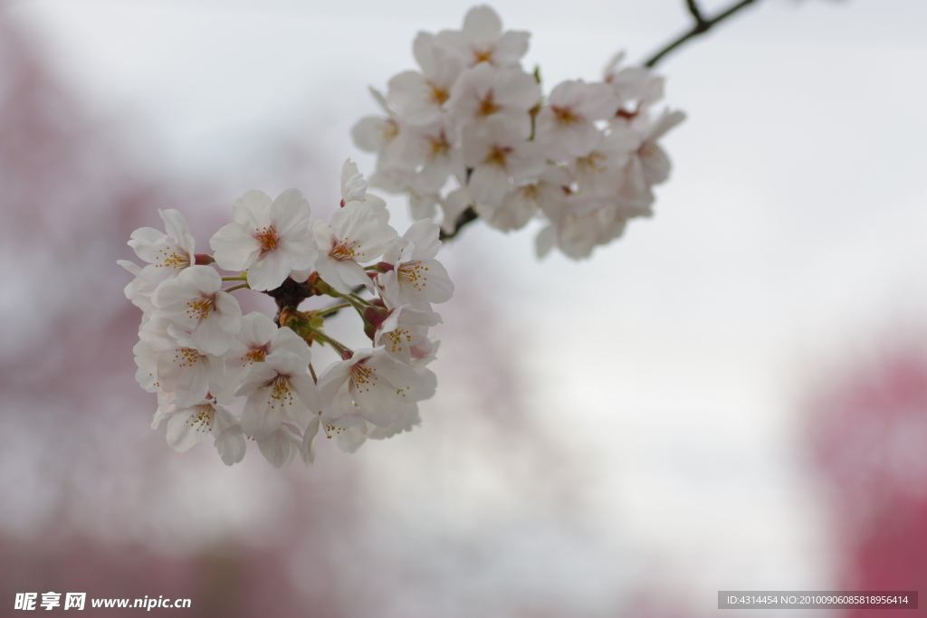 樱花