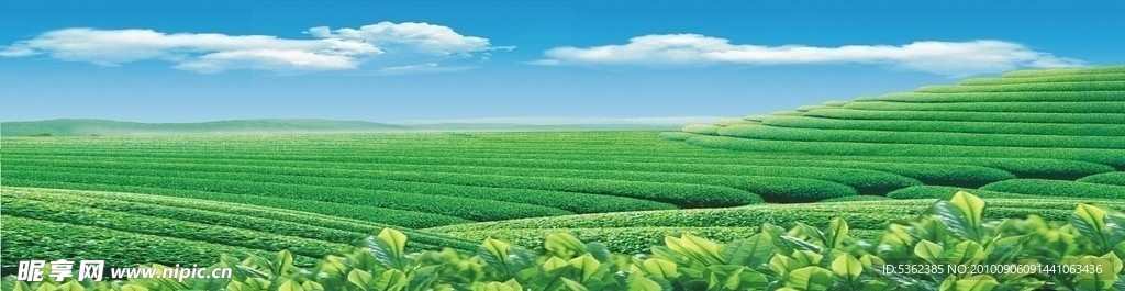 茶背景