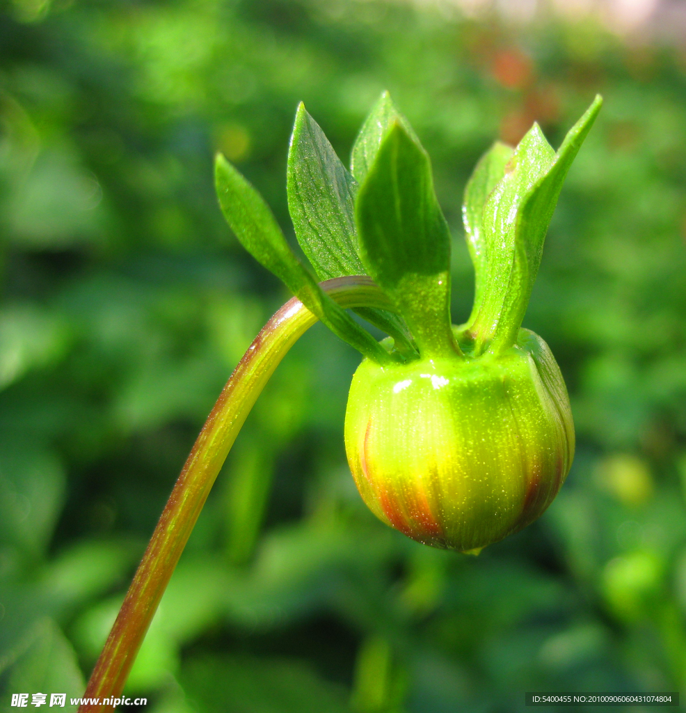 大丽花花蕾