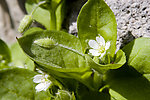 小白花