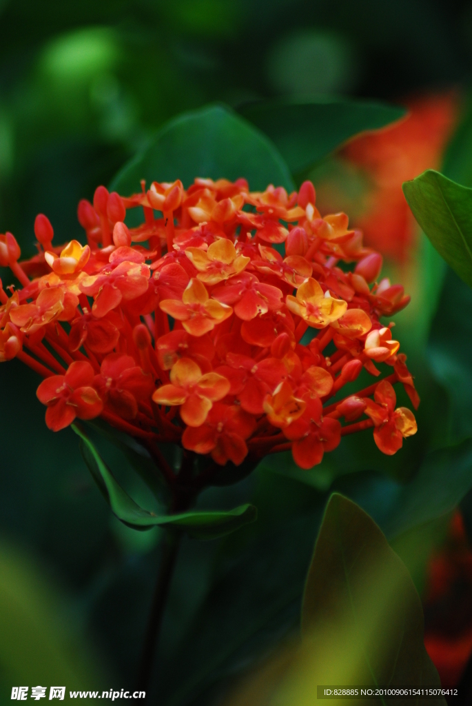 龙船花
