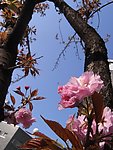 樱花